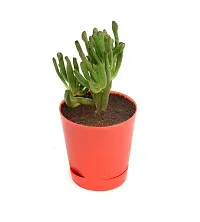 Crassula Ovata, Gollum Jade | Trumpet Jade | Money Plant Succulent in Self Watering Pot By India Gardening-thumb2