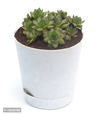 Original Green Wheel Laxmi kamal with pups (Sempervivum Edinburgh) Succulent in Self Watering Pot for Good Luck by Veryhom-thumb0