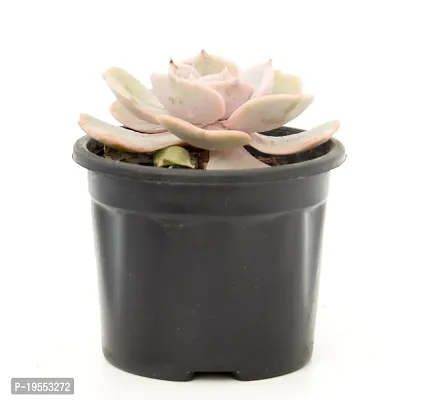 Echeveria Laui Succulent Plant by Veryhom-thumb3