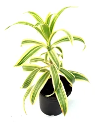 Dracaena reflexa/Song of India Live Plant By Veryhom-thumb1