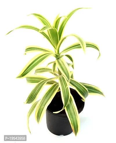 Dracaena reflexa/Song of India Live Plant By Veryhom-thumb2