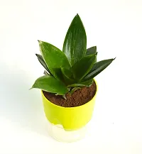 Sansevieria longiflora, Sansevieria Snake Plant With Self Watering pot by Veryhom-thumb3