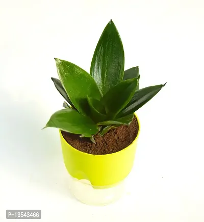 Sansevieria longiflora, Sansevieria Snake Plant With Self Watering pot by Veryhom-thumb4