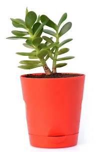 Veryhom Original Crassula Ovata Jade Plant with Self Watering Pot Feng Shui Good Luck Plant-thumb3