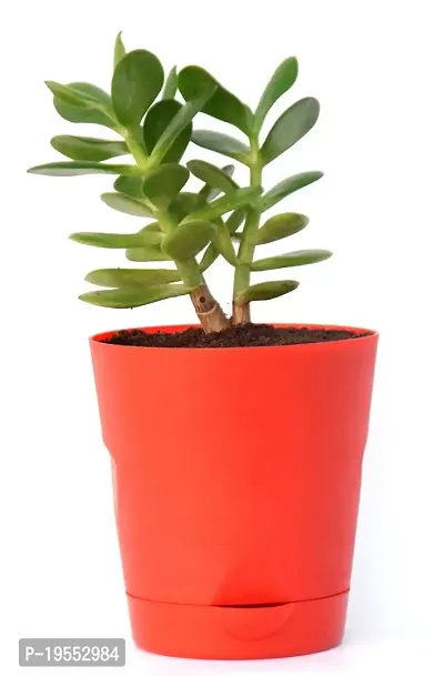 Veryhom Original Crassula Ovata Jade Plant with Self Watering Pot Feng Shui Good Luck Plant-thumb4