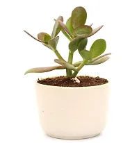 Crassula Ovata Jade Plant Good Luck Vastu Plant in Ceramic Pot by Veryhom-thumb3