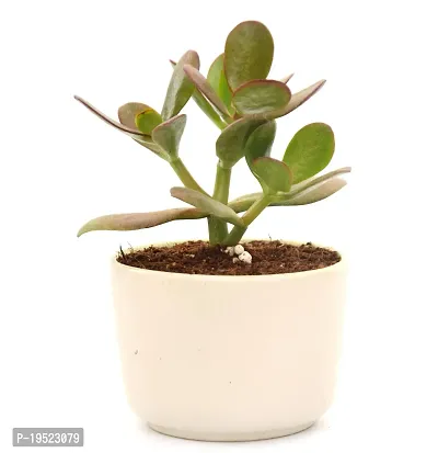 Crassula Ovata Jade Plant Good Luck Vastu Plant in Ceramic Pot by Veryhom-thumb4