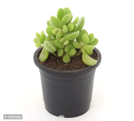 Cotyledon Tomentosa | Bear Paw Succulent Live Plant by Veryhom