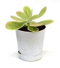 Kalanchoe thyrsiflora | Paddle Plant Flapjacks Succulent in Self Watering Pot By India Gardening-thumb3