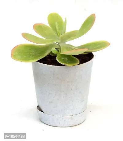 Kalanchoe thyrsiflora | Paddle Plant Flapjacks Succulent in Self Watering Pot By India Gardening-thumb4