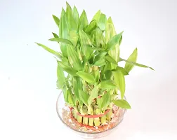 Vh Veryhom Lucky Bamboo 3 Layer Plant For Vastu And Feng Shui By Veryhom-thumb2