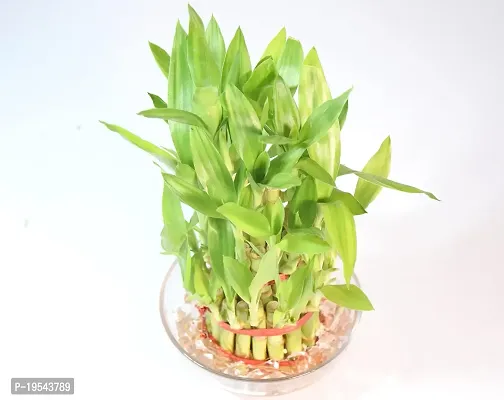 Vh Veryhom Lucky Bamboo 3 Layer Plant For Vastu And Feng Shui By Veryhom-thumb3