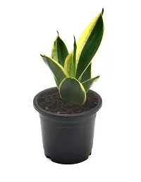 Sansevieria Jade Marginata, Snake Plant,Live Plant, Air Purifying By Veryhom-thumb1