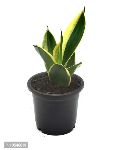 Sansevieria Jade Marginata, Snake Plant,Live Plant, Air Purifying By Veryhom-thumb2