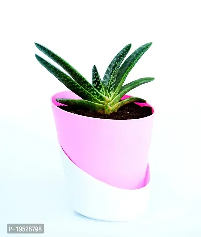 Veryhom Gasteria Live Plant With Self Watering Pot-thumb0