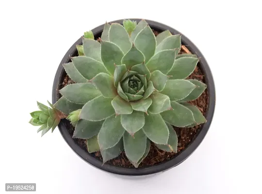 Veryhom Original Green Wheel Laxmi kamal (Sempervivum) Succulent for Good Luck-thumb3