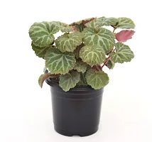 VH Veryhom Strawberry Begonia (Saxifraga stolonifera) Live Plant-thumb2