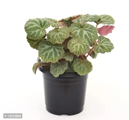 VH Veryhom Strawberry Begonia (Saxifraga stolonifera) Live Plant-thumb3