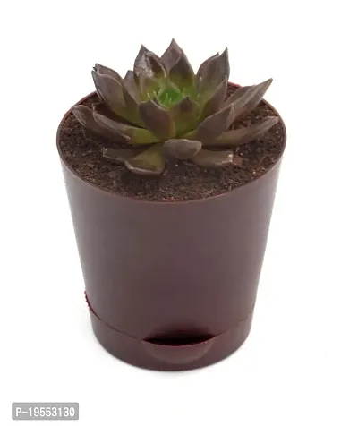 Vishnu Kamal Echeveria black prince Succulent in Self Watering Pot By India Gardening