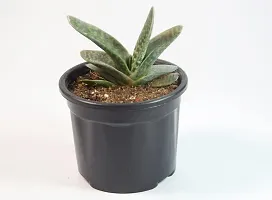 Gasteria Succulent Live Plant Gasteria spp. Cow-tongue 3 Inch Pot By India Gardening-thumb1