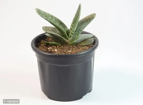 Gasteria Succulent Live Plant Gasteria spp. Cow-tongue 3 Inch Pot By India Gardening-thumb2