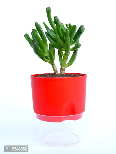 Veryhom Original Gollum Jade (Crassula Ovata) Succulent plant, With Self Watering Pot-thumb0