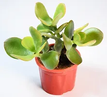 India Gardening Crassula Ovata Jade Plant (Good Luck Vastu Plant) by India Gardening, Green (JADE_SMALL)-thumb2