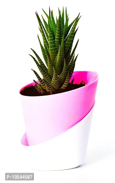 New Haworthia Zebra Cactus Succulent Plant With Self Watering Pot by Veryhom