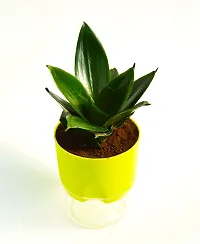 Sansevieria longiflora, Sansevieria Snake Plant With Self Watering pot by Veryhom-thumb1