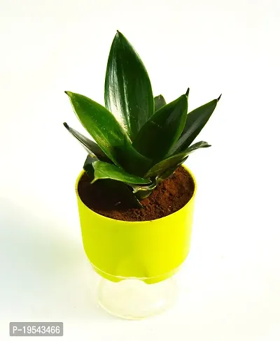 Sansevieria longiflora, Sansevieria Snake Plant With Self Watering pot by Veryhom-thumb2