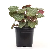 VH Veryhom Strawberry Begonia (Saxifraga stolonifera) Live Plant-thumb3