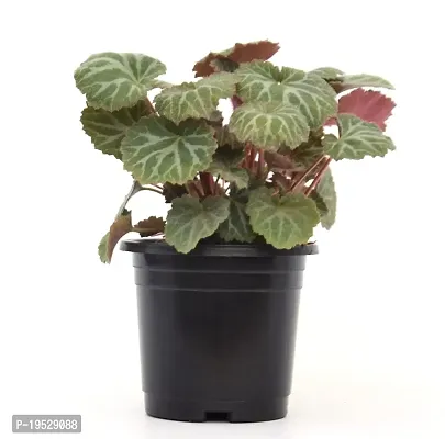 VH Veryhom Strawberry Begonia (Saxifraga stolonifera) Live Plant-thumb4