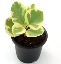 Variegated American Baby Rubber Plant | Peperomia Obtusifolia by Veryhom-thumb3