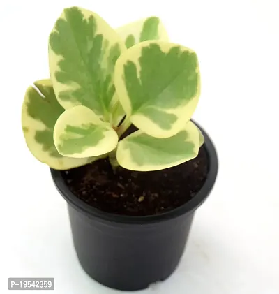 Variegated American Baby Rubber Plant | Peperomia Obtusifolia by Veryhom-thumb4