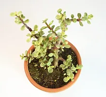 Portulacaria afra Jade Plant Elephant Bush by Veryhom-thumb3