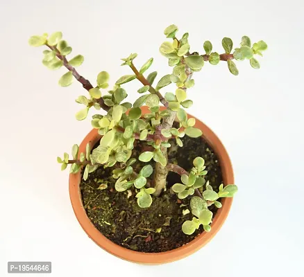 Portulacaria afra Jade Plant Elephant Bush by Veryhom-thumb4