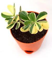 Rare Crassula Ovata Jade Plant Money Plant variegated with Self Watering Pot By Veryhom-thumb3