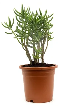 Crassula Tetragona Miniature Pine Jade plant By Veryhom-thumb3