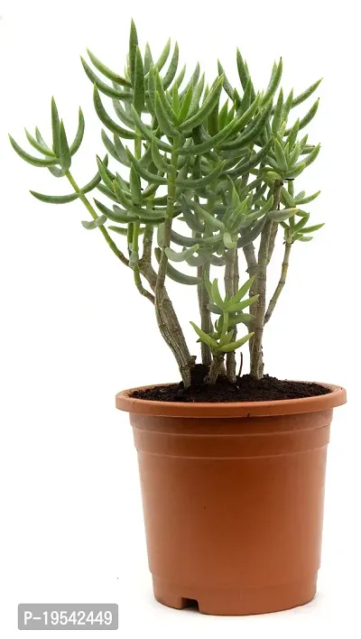 Crassula Tetragona Miniature Pine Jade plant By Veryhom-thumb4