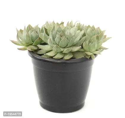 Original Red Tip Laxmi Kamal Graptopetalum Macdougallii ? succulent by Veryhom-thumb4