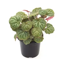 VH Veryhom Strawberry Begonia (Saxifraga stolonifera) Live Plant-thumb1