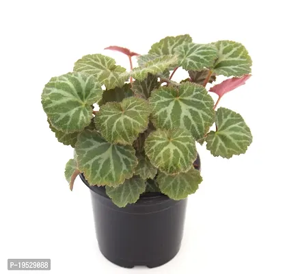 VH Veryhom Strawberry Begonia (Saxifraga stolonifera) Live Plant-thumb2