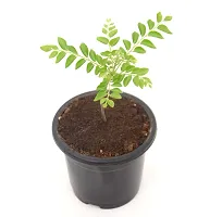 Kadi Patta (Curry Leaves) Sweet Neem | Murraya koenigii Ayurvedic Live Plant by Veryhom-thumb3