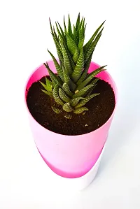 New Haworthia Zebra Cactus Succulent Plant With Self Watering Pot by Veryhom-thumb1