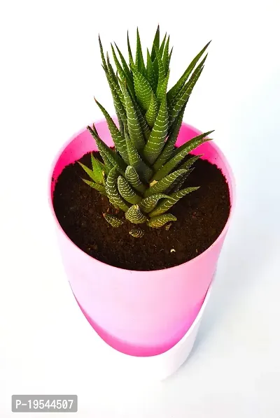 New Haworthia Zebra Cactus Succulent Plant With Self Watering Pot by Veryhom-thumb2