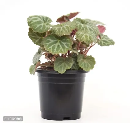 VH Veryhom Strawberry Begonia (Saxifraga stolonifera) Live Plant