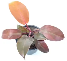 Philodendron Erubescens Red Emerald Semi Shade Moderate Blushing Philodendron Live Plant by Veryhom-thumb4