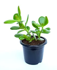 VH Veryhom Original Kuberakshi Vastu Plant, Crassula Ovata Jade Plant, Lucky plant With pot-thumb1