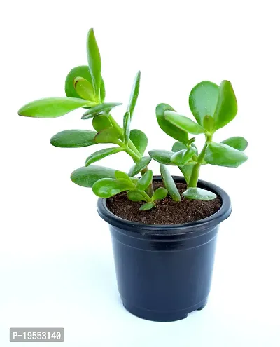 VH Veryhom Original Kuberakshi Vastu Plant, Crassula Ovata Jade Plant, Lucky plant With pot-thumb2