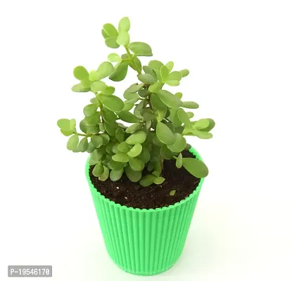 Jade Plant (Mini), Dwarf Jade in Beautiful Pot By Veryhom